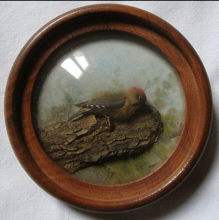 Green Woodpecker (Version 3)